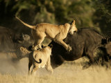 Female African lions pounce on an African buffalo
