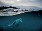 Leopard seals roam so widely  that little is known about them