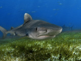 A young tiger shark swimming over turtle grass