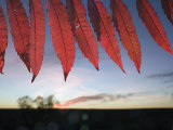 Autumn red sumac leaves on the Tallgrass Prairie Preserve