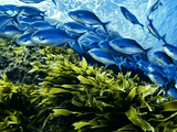 A school of blue maomao swim above a bed of kelp