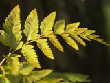 A close view of the detail of a fern