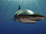 An oceanic whitetip shark swimming in the waters off the Bahamas