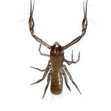 Venom-spitting pincers make this pseudoscorpion a formidable predator