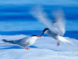 A pair of Arctic terns on the ice