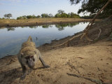A remote camera captures a curious baboon