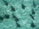 Nurse sharks patrol the shallow waters off Ambergris Cay
