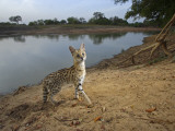 A remote camera captures an elusive serval cat