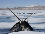Two narwhals rise out of the water in order to catch a breath