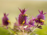 Eryngo flowers color the Flint Hills with summer bursts of violet
