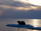 Atlantic walrus living on the pack ice in Foxe Basin