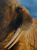 An Atlantic walrus living on the pack ice in Foxe Basin