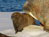 Atlantic walrus raising their young on the pack ice in Foxe Basin