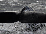 Water flows off the tail of a diving humpback whale