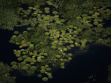 Giant waterlilies punctuate the marsh surface north of Campo Grande