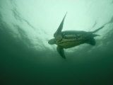 An adult male leatherback feeding on jellyfish at the surface