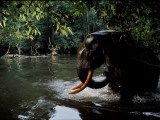 A camera trap captures a forest elephant wading through water