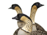 Hawaiian geese at the Great Plains Zoo