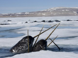 Narwhals come up in seal holes and rotten ice to catch a breath