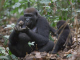 A western lowland gorilla with young eating termites