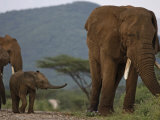 A calf trails a large bull elephant