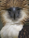 The depth and narrowness of the eagles' bill is unique among birds