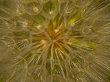 Close view of the seed head of a wildflower