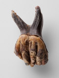 A tooth belonging to Lyuba  a mammoth found frozen in Siberia