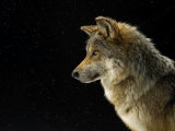 A Mexican gray wolf at the Wild Canid Survival and Research Center