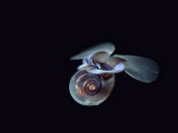 A winged pteropod drifting in the open water feeding on plankton