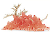 A toxic Halgerda batangas nudibranch
