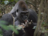 A western lowland gorilla eats termites from his palm