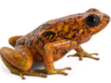 An threatened Oophaga sylvatica frog