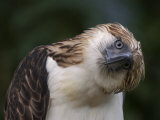 The Philippine eagle twists its head to change its visual perspective