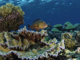 A red snapper in Kingman Reef
