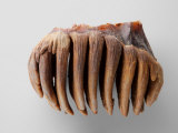A tooth belonging to Lyuba  a mammoth found frozen in Siberia