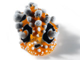 A toxic Phyllidia ocellata nudibranch