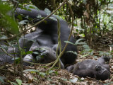 Kingo rests in the leaf litter as son Kusu lies near