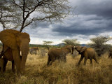 Adolescent elephants tussle amiably