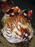 Close up of nudibranch  Kentrodoris rubescens