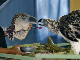 Workers cover their hands with eagle-head puppets when feeding chicks