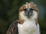 A captive male Philippine Eagle at the Philippine Eagle Center