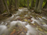 Jackson creek  running over stones through a cedar forest