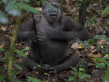 A gorilla beats her chest to initiate play with one of her siblings