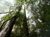 Lianas vines twine around dipterocarp trees