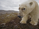A male polar bear taking its image with a camera trap