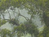 A pair of Philippine eagles at their nest in the rain forest canopy