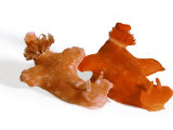 A pair of toxic Ceratosoma gracillimum nudibranchs