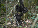 Playtime for a pair of juvenile western lowland gorillas