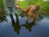 An orangutan orphan clings to the hand of a human protector
